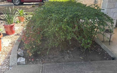Photo of Brooke G.'s yard after getting tree care in Leander, TX