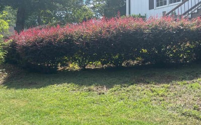 Photo of Shawn F.'s yard after getting landscaping in Lawrenceville, GA