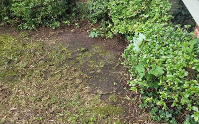 Photo of Nancy P.'s yard after getting landscaping in Richmond, VA