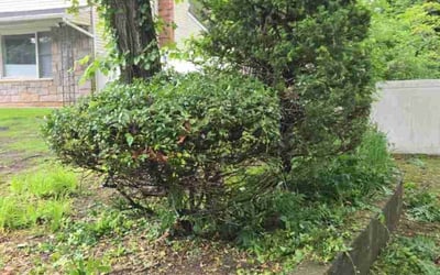 Photo of Syed A.'s yard after getting landscaping in Center Moriches, NY