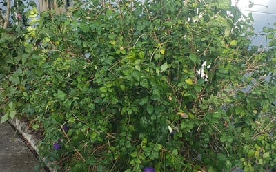 Photo of Flordelino (Tony) B.'s yard after getting landscaping in Nalcrest, FL