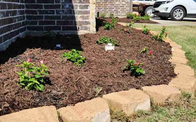 Photo of Tacarol B.'s yard after getting tree care in Fort Worth, TX