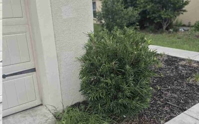 Photo of Steven W.'s yard after getting landscaping in Brooksville, FL