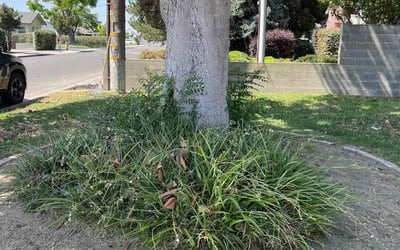 Photo of William M.'s yard after getting landscaping in Acampo, CA