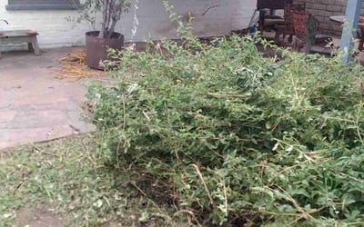 Photo of John B.'s yard after getting landscaping in Canoga Park, CA