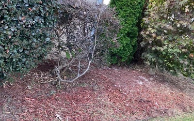 Photo of Steven A.'s yard after getting landscaping in Wicomico, VA