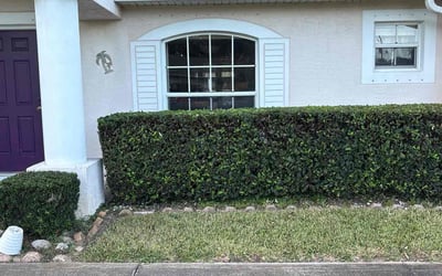 Photo of Gary W.'s yard after getting tree care in Flagler Beach, FL