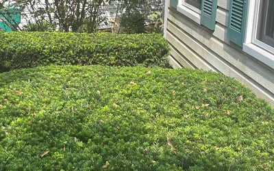 Photo of Lisa R.'s yard after getting landscaping in Gratiot, OH