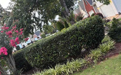 Photo of Jackie W.'s yard after getting tree care in Simpsonville, SC