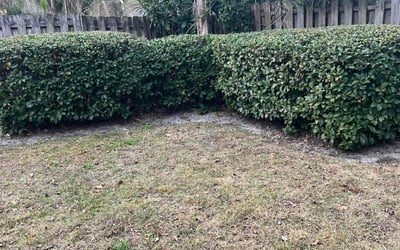 Photo of Lauren C.'s yard after getting landscaping in Hilliard, FL