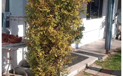 Photo of Henry L.'s yard after getting landscaping in Wittmann, AZ