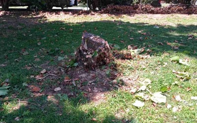 Photo of James B.'s yard after getting landscaping in Chandler, OK
