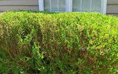 Photo of Sharon M.'s yard after getting landscaping in Scotts, NC