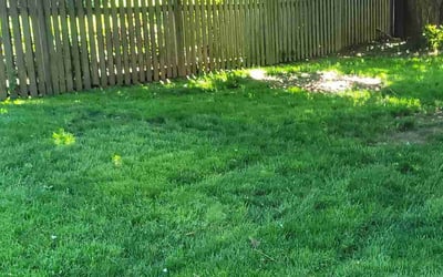 Photo of Angela F.'s yard after getting tree care in Hyattsville, MD