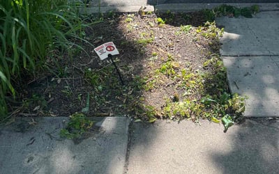 Photo of Stephanie H.'s yard after getting landscaping in Annandale, MN