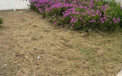 Photo of Donna F.'s yard after getting landscaping in Sherman Oaks, CA