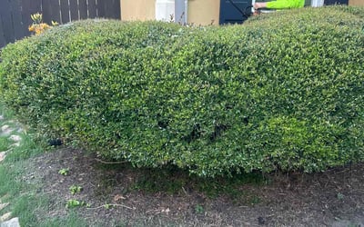 Photo of Lisa R.'s yard after getting landscaping in Memphis, TN