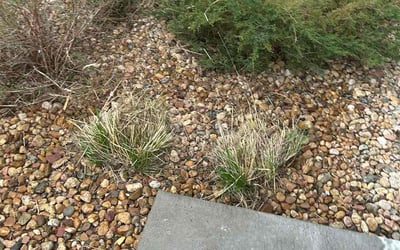 Photo of Charles S.'s yard after getting landscaping in Como, CO