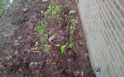 Photo of Anthony B.'s yard after getting landscaping in Portsmouth, VA
