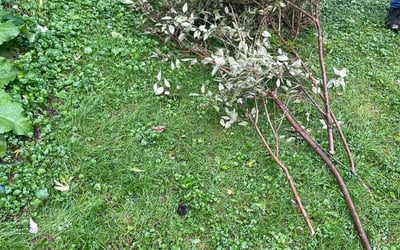 Photo of Lynne T.'s yard after getting tree care in Rockford, IL