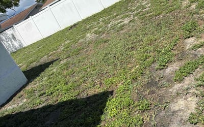 Photo of Corey H.'s yard after getting tree care in San Antonio, FL