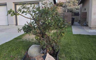 Photo of Dale H.'s yard after getting landscaping in Palmdale, CA