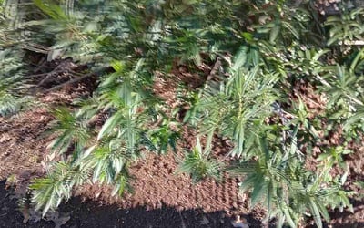 Photo of Veronica W.'s yard after getting landscaping in Cresson, TX