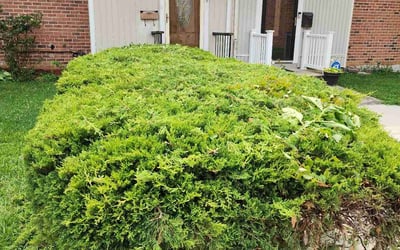 Photo of Robinette B.'s yard after getting tree care in Mclean, VA