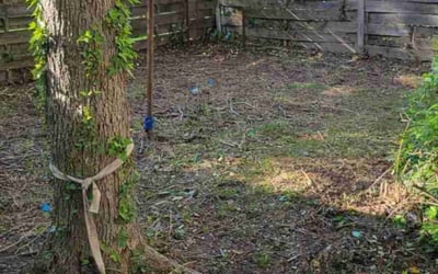 Photo of Jeanette B.'s yard after getting landscaping in Fort Monroe, VA
