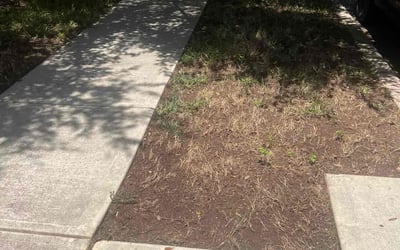 Photo of Lauren M.'s yard after getting tree care in Universal City, TX