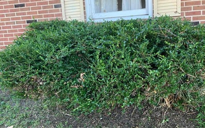 Photo of Kelly M.'s yard after getting landscaping in Glen Rock, PA