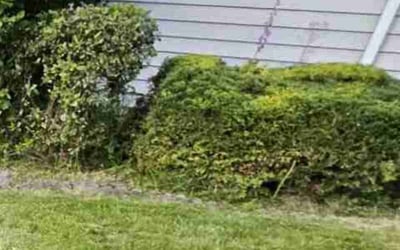 Photo of Charles P.'s yard after getting landscaping in Redmond, WA
