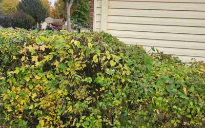 Photo of Jason K.'s yard after getting tree care in Saint Louis, MO