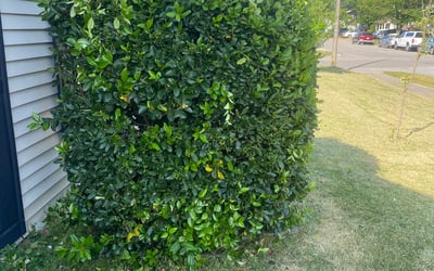 Photo of Ryan G.'s yard after getting landscaping in Corolla, NC