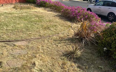 Photo of Laurie i.'s yard after getting tree care in Redwood City, CA