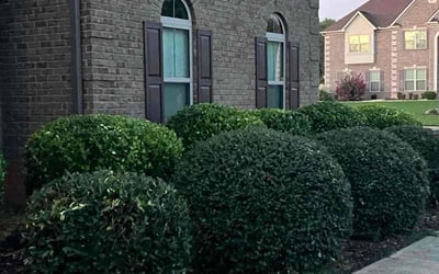 Photo of Kenyo R.'s yard after getting landscaping in Hampton, GA