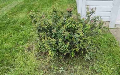 Photo of Reina M.'s yard after getting landscaping in Monroe, OH