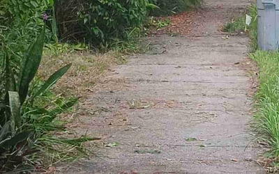 Photo of Joanne B.'s yard after getting landscaping in Myakka City, FL