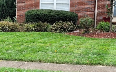 Photo of Sherri D.'s yard after getting tree care in Hamilton, OH