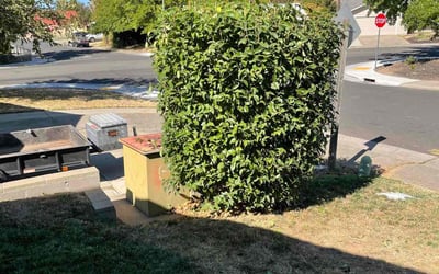 Photo of Ulla C.'s yard after getting landscaping in Wilton, CA