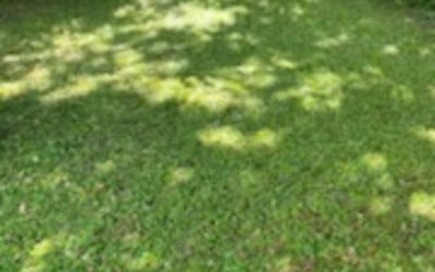 Photo of Renetta A.'s yard after getting landscaping in Peculiar, MO