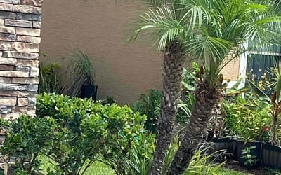 Photo of Tina A.'s yard after getting landscaping in Cape Canaveral, FL