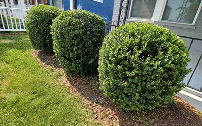 Photo of Jim_Carla A.'s yard after getting tree care in Greenbelt, MD