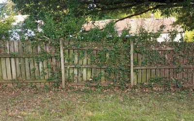 Photo of Donna T.'s yard after getting tree care in Raymore, MO