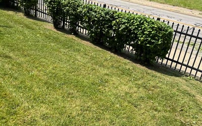 Photo of Nicole P.'s yard after getting landscaping in Cleveland, OH
