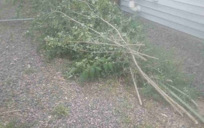 Photo of Anne S.'s yard after getting landscaping in Como, CO