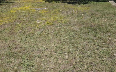 Photo of Sam R.'s yard after getting landscaping in San Antonio, TX