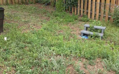 Photo of Kathy W.'s yard after getting tree care in Colorado Springs, CO