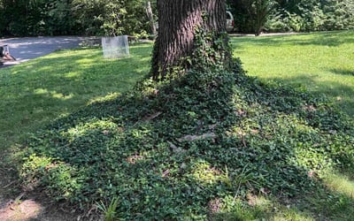 Photo of Lisa B.'s yard after getting landscaping in Saint Charles, MO