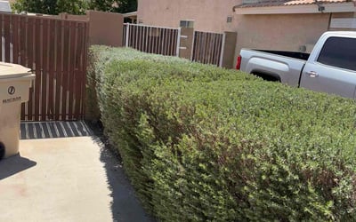 Photo of Larry L.'s yard after getting landscaping in Glendale, AZ